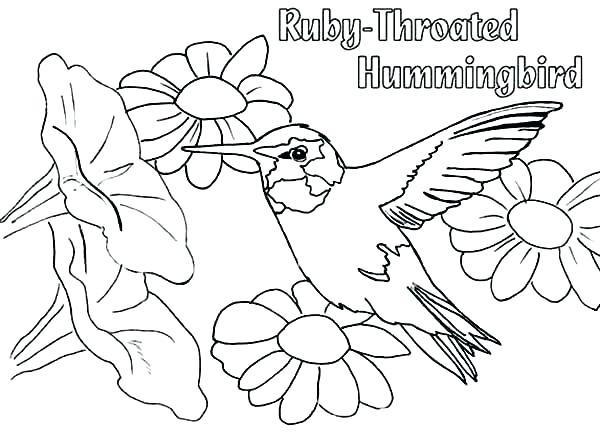 Free Printable Hummingbird Coloring Pages at GetDrawings | Free download