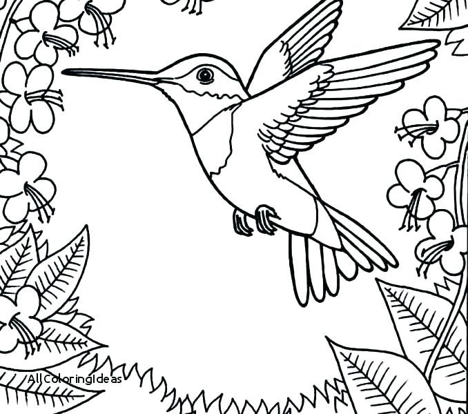 678x600 Coloring Pages Of Hummingbirds Hummingbird Coloring Pages Free