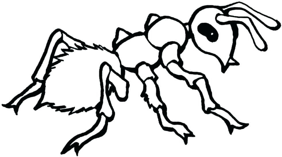 981x545 Insect Coloring Page