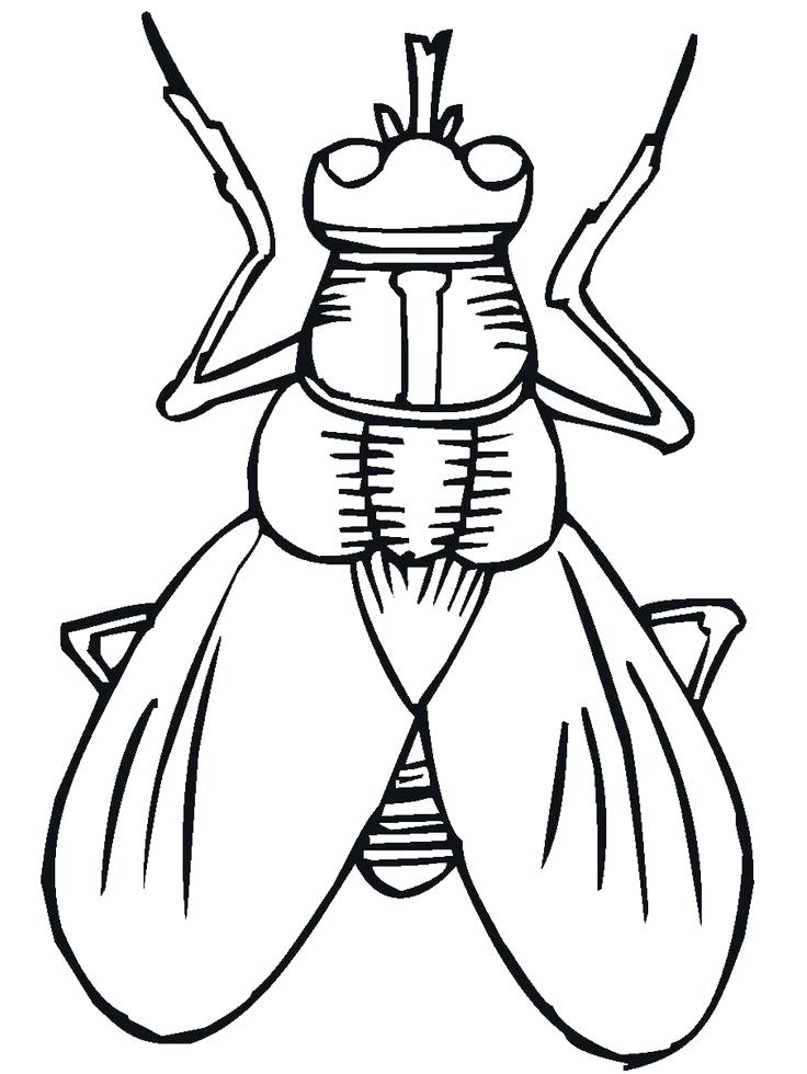736x980 Printable Bugs Bug Insect Coloring Pages Kids Cartoon Insect