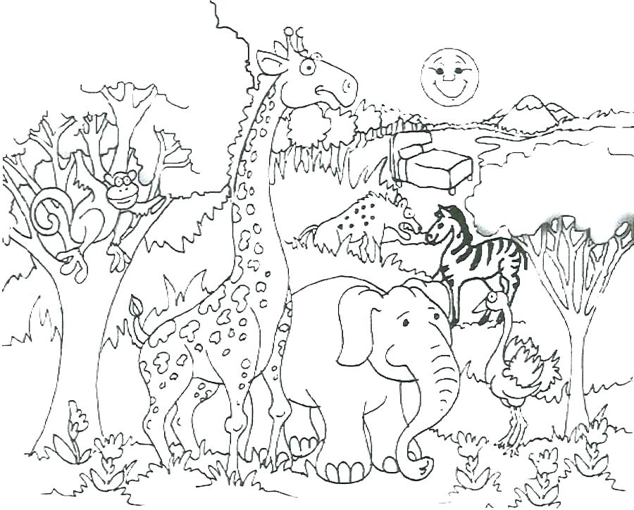 900x724 Safari Animal Coloring Pages