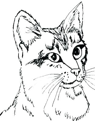 313x395 Kitten Coloring Sheets