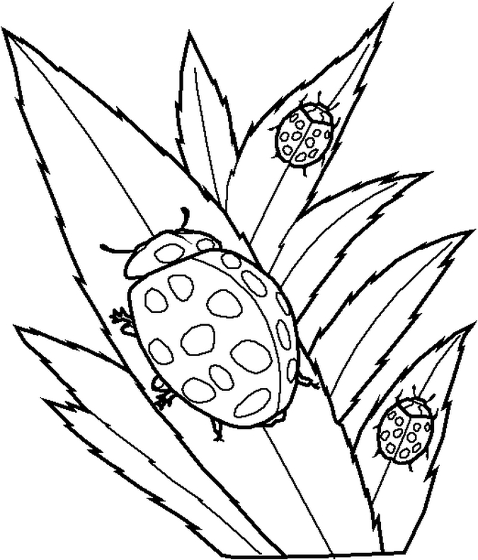 675x791 Free Printable Ladybug Coloring Pages For Kids