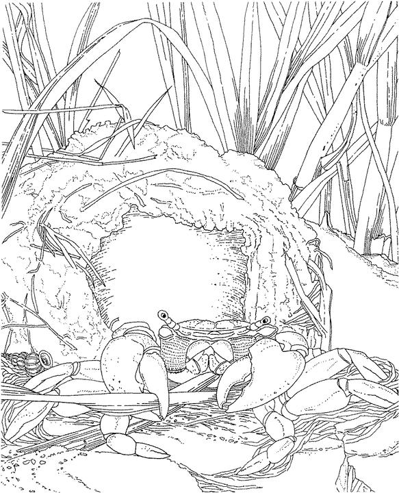 583x720 Free Printable Adult Coloring Book Pages