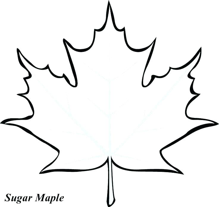 736x695 Printable Leaves Coloring Pages Oak Leaf Coloring Page Leaves