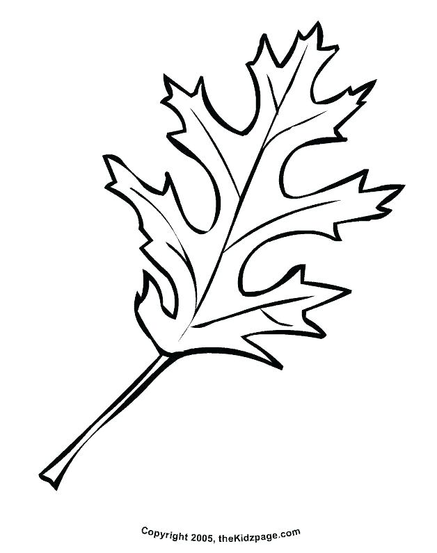 628x796 Oak Leaf Coloring Page