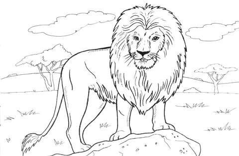 480x315 Lion Coloring Pages Printable