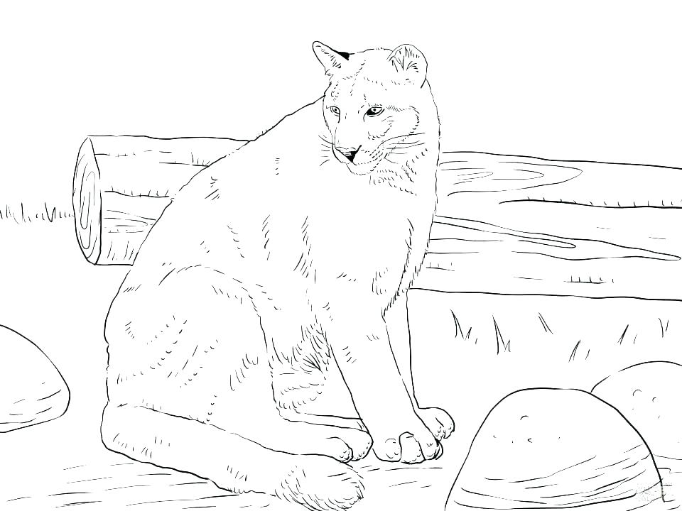 960x720 Printable Lion Coloring Pages Sea Lion Pictures To Print Printable