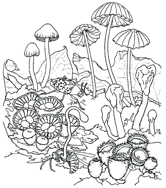 539x609 Mushroom Coloring Pages Mu Coloring Pages Psychedelic Mu Coloring