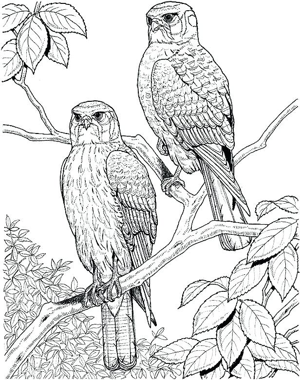 616x780 Nature Coloring Pages For Adults Free Printable Nature Coloring