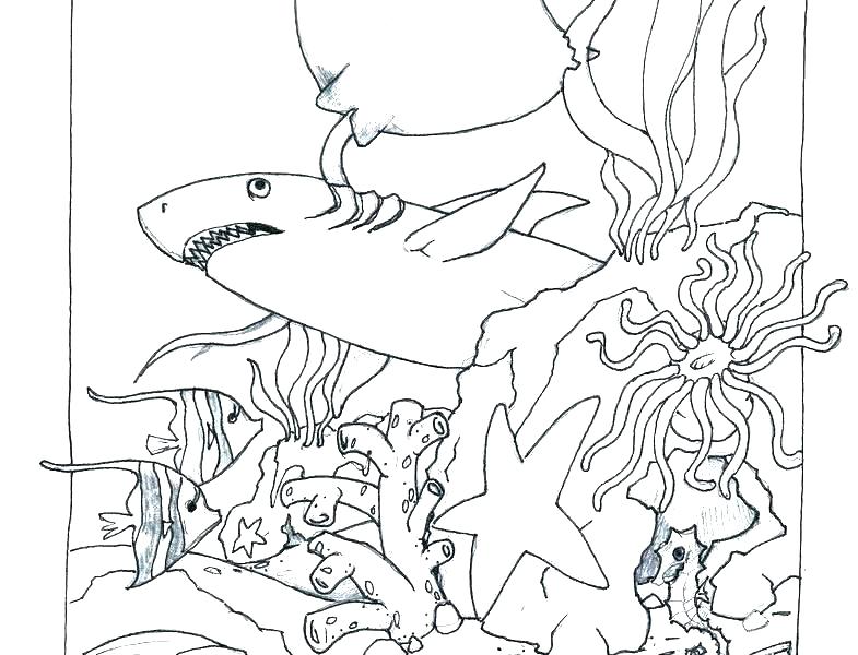 785x600 Coloring Pages Ocean Ocean Coloring Page Free Ocean Coloring Pages