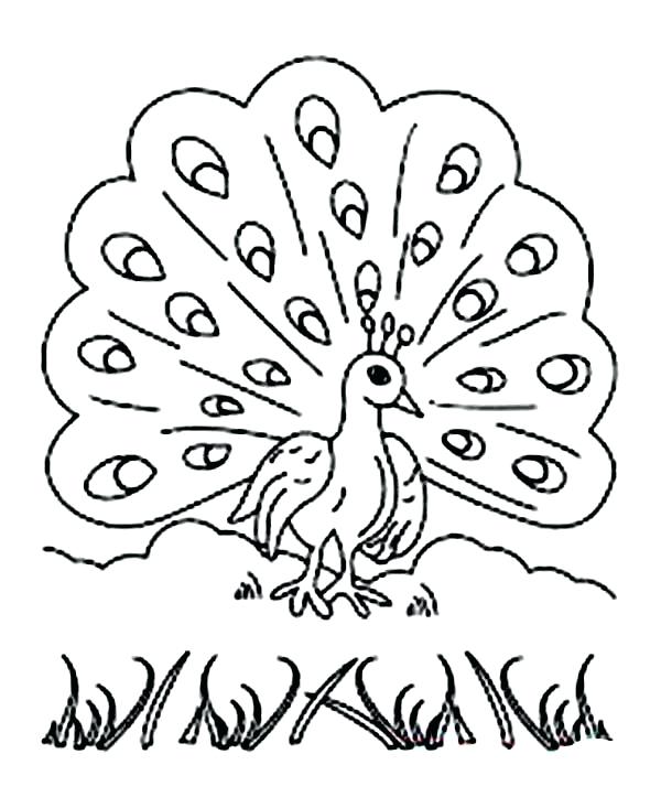 600x733 Peacock Coloring Pages Coloring Page Free Printable Peacock