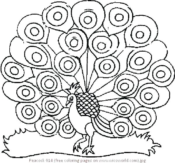 600x559 Peacock Coloring Pages For Adults