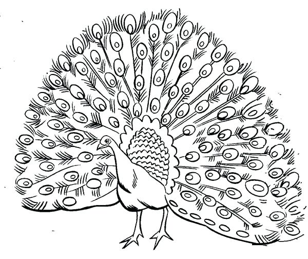 600x504 Peacock Coloring Pages Peacock Free Printable Coloring Sheets