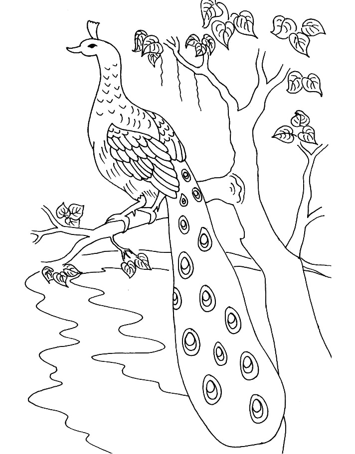 712x912 Peacock Coloring Pages For Kids Free Printable Peacock Coloring