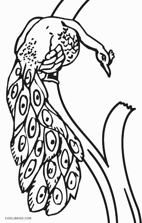 543x850 Printable Peacock Coloring Pages For Kids