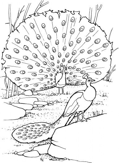 386x525 Realistic Peacock Coloring Page Two Peacocks Coloring Page