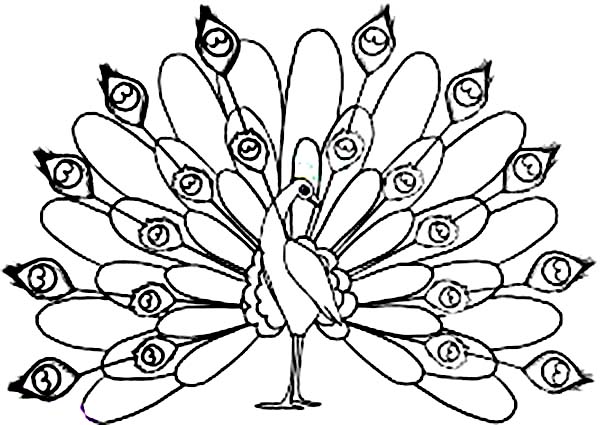 600x425 Bird Peacock Coloring Pages Free Printable Coloring Pages