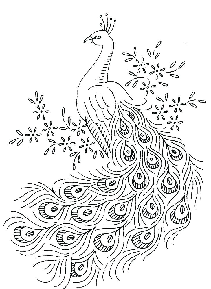 729x1000 Peacock Coloring Page