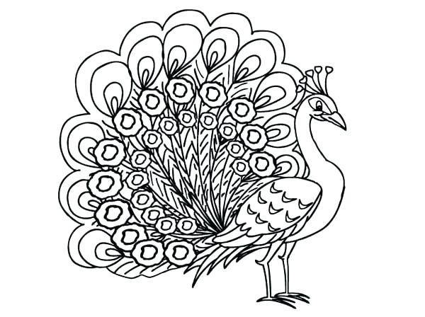 600x448 Colossal Pictures Of Peacocks To Color Free Printable Peacock