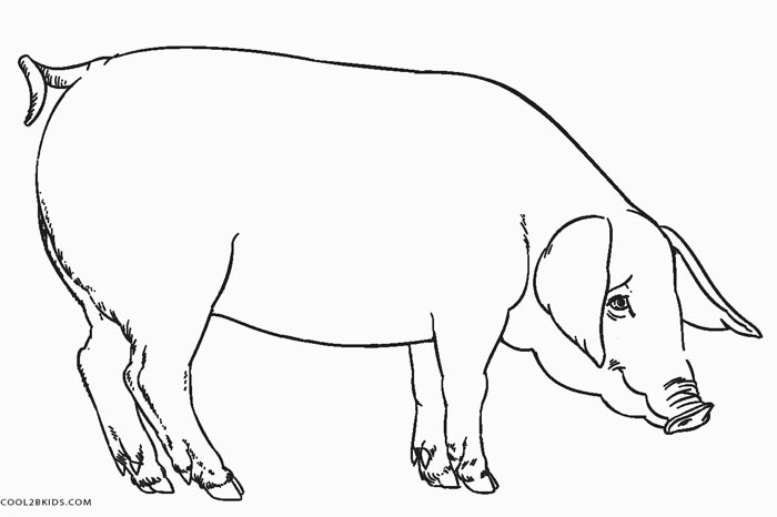 700x466 Free Printable Pig Coloring Pages For Kids