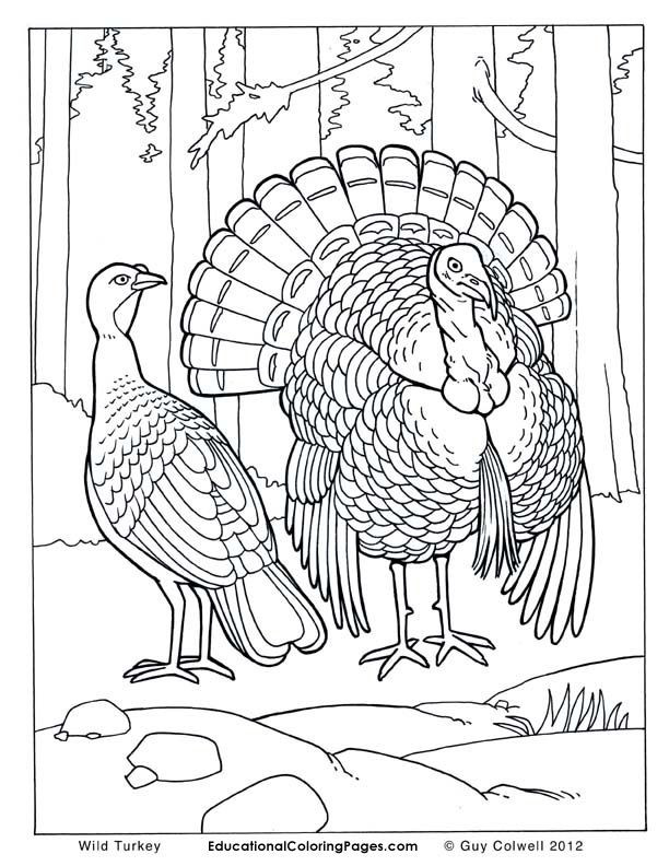 612x792 Turkey Coloring Page Beautiful Free Printable Coloring Pages