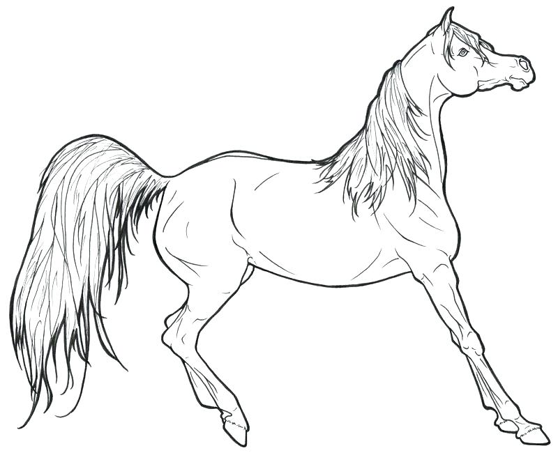 800x653 Realistic Horse Coloring Pages Coloring Horse Pages Coloring Great