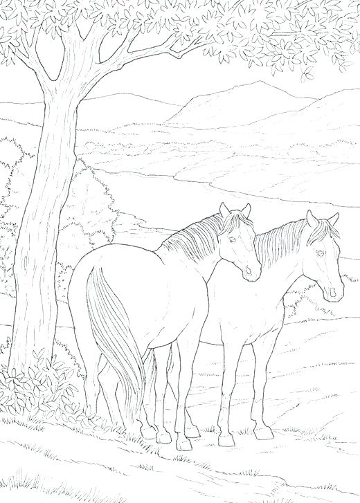520x727 Realistic Horse Coloring Sheets Printable Coloring Free Printable