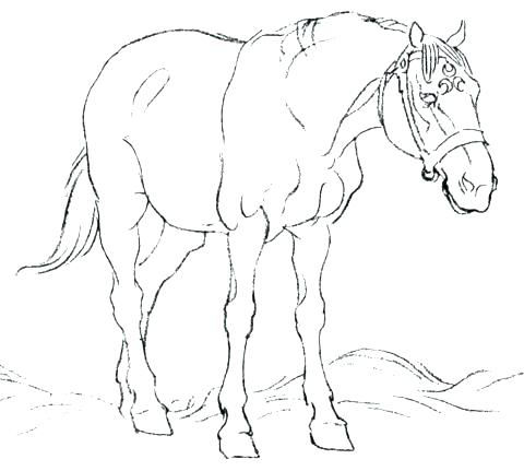 480x431 Free Printable Coloring Pages Of Realistic Horses Kids Coloring
