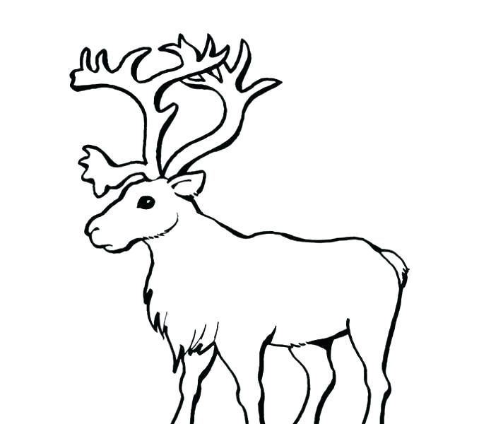678x600 Free Reindeer Coloring Pages And Coloring Pages Free Rudolph