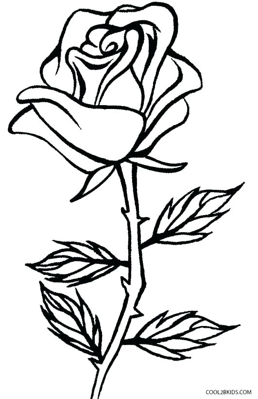 531x820 Roses Coloring Pages Printable