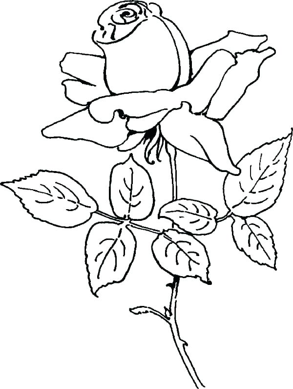 Free Printable Rose Coloring Pages at GetDrawings | Free download