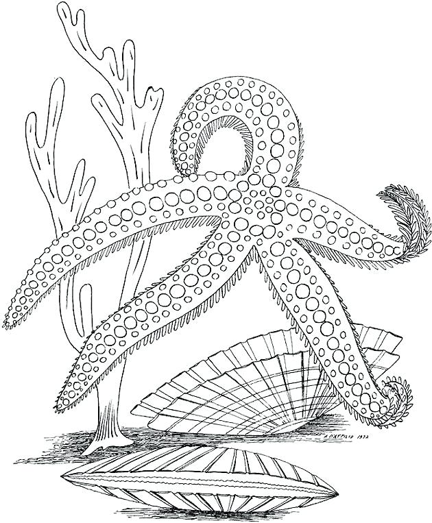 630x763 Ocean Coloring Pages Ocean Creatures Coloring Pages Sea Coloring