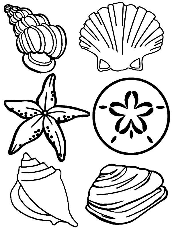 600x800 Free Printable Sea Life Coloring Pages Complete Sea Shells Family