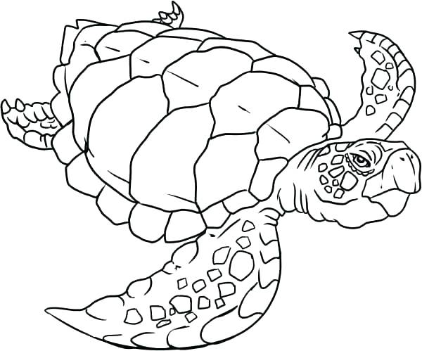 600x499 Printable Sea Turtle Coloring Pages