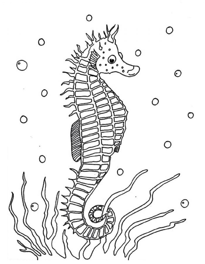700x900 Seahorse Coloring Page Elegant Free Printable Seahorse Coloring