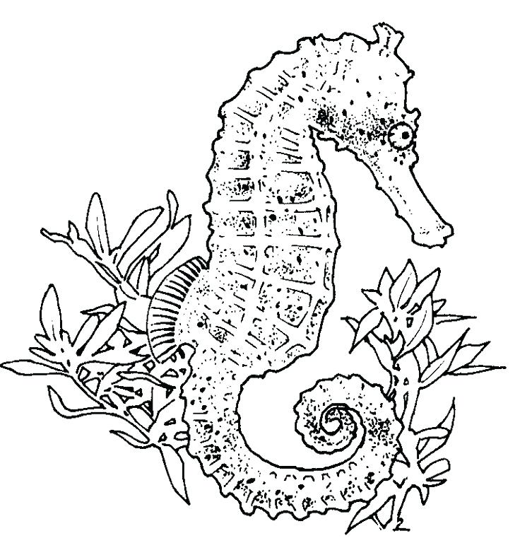 736x768 Seahorse Coloring Page Free Printable Seahorse Coloring Pages