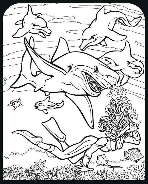 564x701 Free Printable Shark Coloring Pages Many Interesting Free