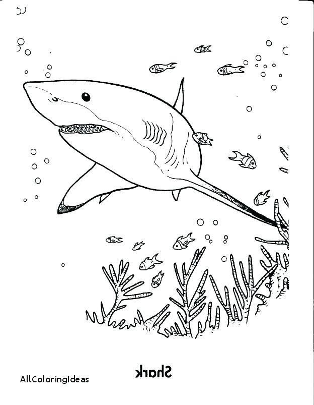 624x803 Printable Shark Coloring Pages Shark Coloring Book In Addition