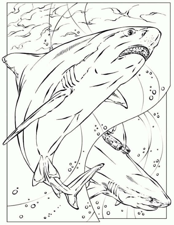 567x730 Realistic Coloring Page Of Shark For Adults Printable Animal