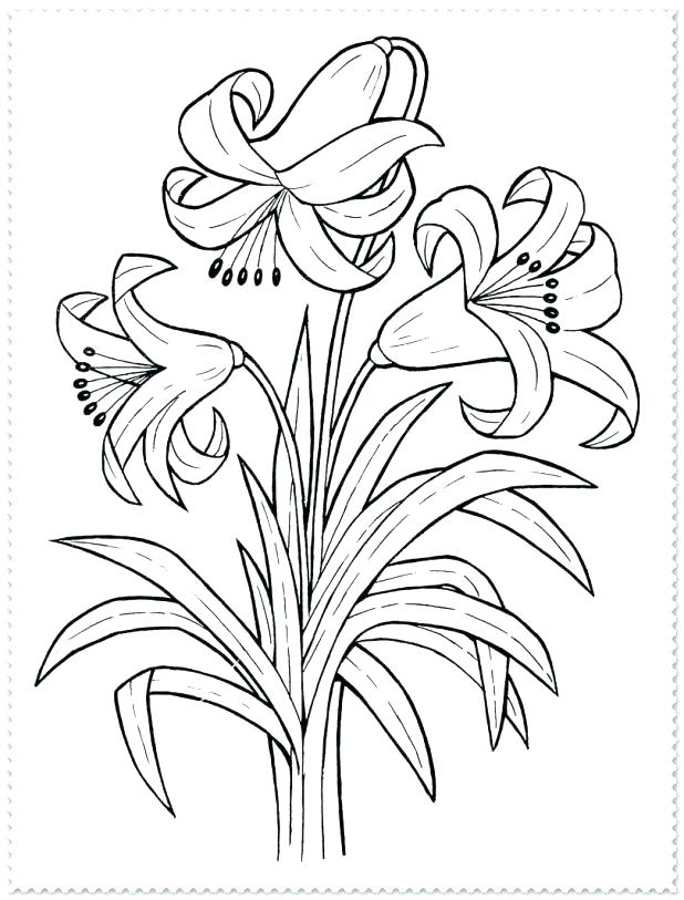 618x813 Spring Coloring Pages For Adults Free Printable Spring Coloring