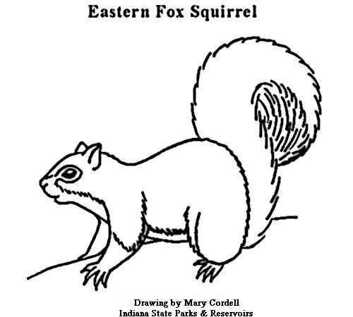500x450 Free Printable Squirrel Pattern Squirrel Color Picture Index