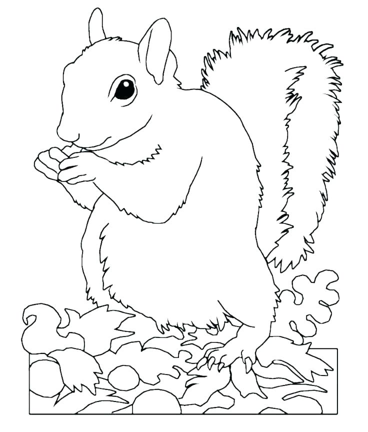 736x864 Squirrel Coloring Page Squirrel Coloring Page Coloring Page