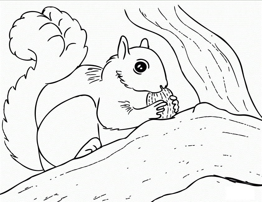 841x650 Squirrel Coloring Page Unique Free Printable Squirrel Coloring