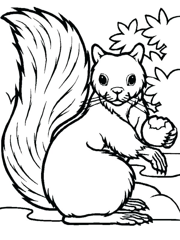 600x800 Squirrel Coloring Pages Squirrel Eating Acorn Squirrels Mammals