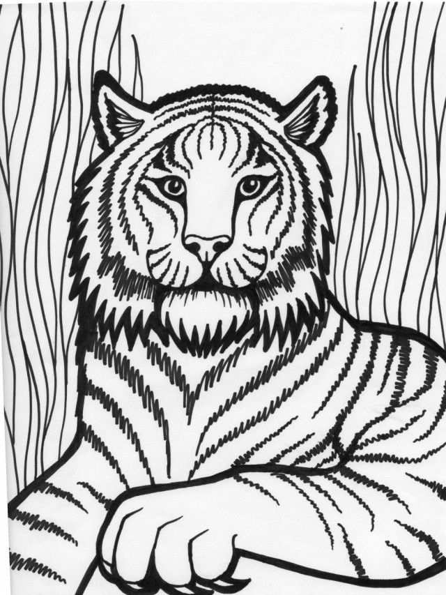 Free Printable Tiger Coloring Pages at GetDrawings | Free download