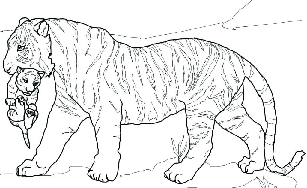 1024x626 Printable Tiger Coloring Pages Tiger Coloring Pages Free Printable