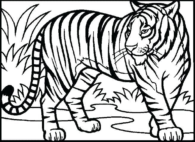 655x477 Tiger Coloring Pages To Print Tiger Pictures To Print Tiger