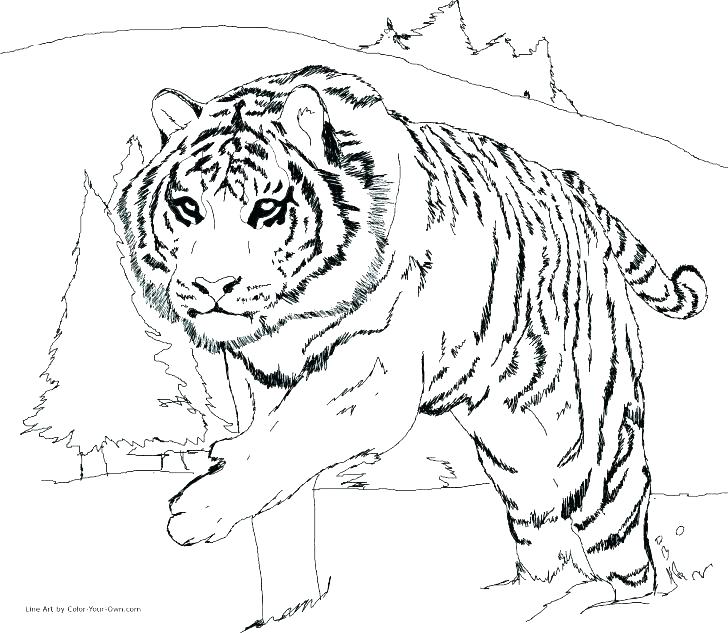 728x633 Tiger Pictures To Color White Tiger Coloring Pages Tiger Picture