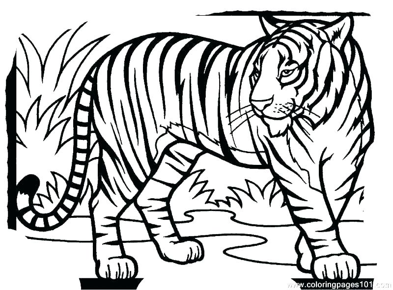 800x591 Tigers Coloring Pages Coloring Pages Tiger Cubs Tiger Coloring